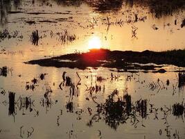 abstract background image of a sunrise reflection on a swamp water surface. Silhouettes of reeds growing in rural marsh that reflects golden light from the sun photo