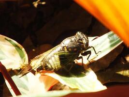 Cicada insect on natural habitat. Cicada staying on the surface of the branch photo