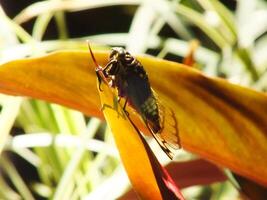 Cicada insect on natural habitat. Cicada staying on the surface of the branch photo