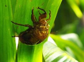 Molting cicada on a tree. Cicadas life cycle in nature forest. insect larva photo