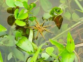 Six spotted Fishing Spider is a water spider. Usually looking for a preys on a wetland. photo