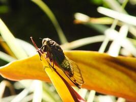 Cicada insect on natural habitat. Cicada staying on the surface of the branch photo