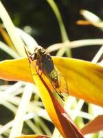 Cicada insect on natural habitat. Cicada staying on the surface of the branch photo