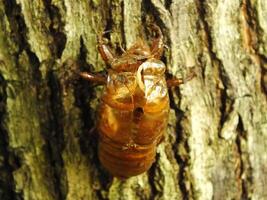 muda cigarra en un árbol. cigarras vida ciclo en naturaleza bosque. insecto larva foto