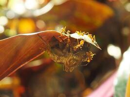 un grupo de tejedor hormigas haciendo un equipo trabajo para mordiendo un cigarras insectos foto