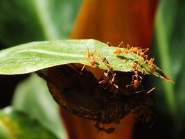 un grupo de tejedor hormigas haciendo un equipo trabajo para mordiendo un cigarras insectos foto