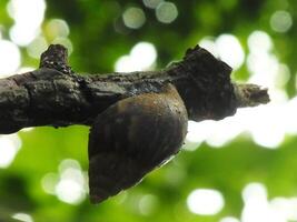 natural beauty of snails living in the forest or garden photo