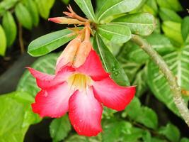 Adenium arabicum flower or desert rose or Pink red azalea blooming beautifully in the garden. photo