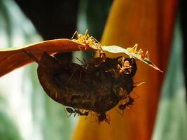 un grupo de tejedor hormigas haciendo un equipo trabajo para mordiendo un cigarras insectos foto