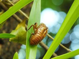 Molting cicada on a tree. Cicadas life cycle in nature forest. insect larva photo