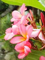 Beautiful Pink Frangipani Flower or plumeria blooming at botanical garden with fresh raindrops on it. Tropical spa flower. photo