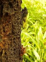 Macro photo close up of a Cicada Insect, Cicada perched on a branch in its natural habitat. Cicadomorpha an insect that can make sound by vibrating its wings.