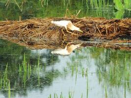 Ardeola speciosa, or known as the Javan pond heron, is a wading bird of the heron family, from Southeast Asia, particularly Indonesia. They commonly found in shallow fresh and salt water wetlands photo