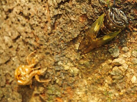 Macro photo close up of a Cicada Insect, Cicada perched on a branch in its natural habitat. Cicadomorpha an insect that can make sound by vibrating its wings.