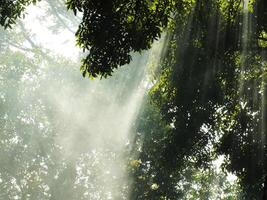 hermosa Dom rayos paso mediante arboles en un bosque. rayo de ligero viniendo Entre el arboles rayos de sol foto