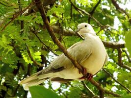 Wild Collared Dove perching on branch, low angle view. Also known as an Eurasian collared dove, is a dove species native to Europe and Asia. photo