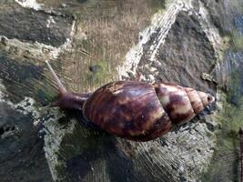 The name of Snail is a commonly applied on most often to land snails. Lissachatina fulica walking on the yard photo