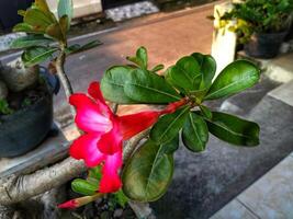 Adenium arabicum flower or desert rose or Pink red azalea blooming beautifully in the garden. photo