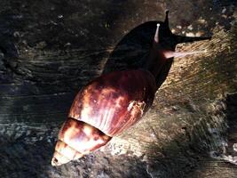 el nombre de caracol es un comúnmente aplicado en más a menudo a tierra caracoles. lissachatina fulica caminando en el yarda foto