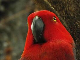 loro molucas eclectus o eclectus roratus. es un vistoso loro pájaro, y un nativo especies de indonesio foto