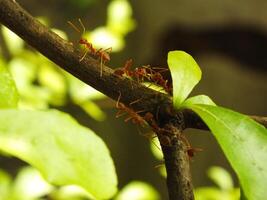 Selective focus of a red weaver ants colony walking on tree branch with nature background photo