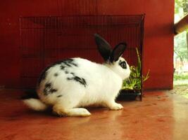 cute funny and fluffy black and white rabbit in the barn. adorable pets with soft fluff photo