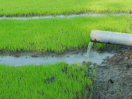 granjero actividad. irrigación de arroz campos sistema es a fluido agua dentro el arroz campos. foto