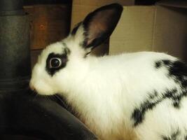 cute funny and fluffy black and white rabbit in the barn. adorable pets with soft fluff photo