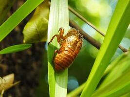 Molting cicada on a tree. Cicadas life cycle in nature forest. insect larva photo