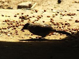 A Sooty headed bulbul on on the ground looking for food on a bright day light photo