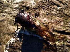 a cicada is perched on a surface of a rock. Close up of Cicadas or Cicadidae or Tanna japonensis insect. beautiful creature with wing and dark body photo