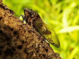 Macro photo close up of a Cicada Insect, Cicada perched on a branch in its natural habitat. Cicadomorpha an insect that can make sound by vibrating its wings.