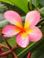 Beautiful Pink Frangipani Flower or plumeria blooming at botanical garden with fresh raindrops on it. Tropical spa flower. photo