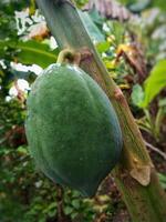 un papayas colgando en el árbol. tropical fruta. sano verde crudo papaya valores en árbol en granja foto