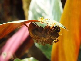 A group of weaver ants doing a team work for biting a cicadas insects. photo