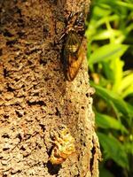 Macro photo close up of a Cicada Insect, Cicada perched on a branch in its natural habitat. Cicadomorpha an insect that can make sound by vibrating its wings.