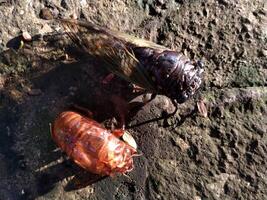 a cicada is perched on a surface of a rock. Close up of Cicadas or Cicadidae or Tanna japonensis insect. beautiful creature with wing and dark body photo