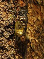 macro foto cerca arriba de un cigarra insecto, cigarra encaramado en un rama en sus natural hábitat. cicadomorpha un insecto ese lata hacer sonido por vibrante sus alas.