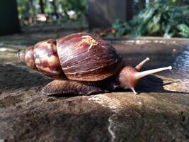 The name of Snail is a commonly applied on most often to land snails. Lissachatina fulica walking on the yard photo