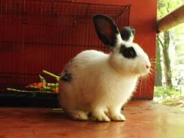 cute funny and fluffy black and white rabbit in the barn. adorable pets with soft fluff photo