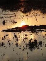 resumen antecedentes imagen de un amanecer reflexión en un pantano agua superficie. siluetas de cañas creciente en rural pantano ese refleja dorado ligero desde el Dom foto