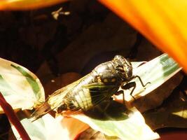 Cicada insect on natural habitat. Cicada staying on the surface of the branch photo