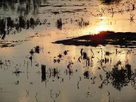 resumen antecedentes imagen de un amanecer reflexión en un pantano agua superficie. siluetas de cañas creciente en rural pantano ese refleja dorado ligero desde el Dom foto