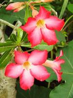 Adenium arabicum flower or desert rose or Pink red azalea blooming beautifully in the garden. photo