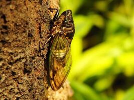 macro foto cerca arriba de un cigarra insecto, cigarra encaramado en un rama en sus natural hábitat. cicadomorpha un insecto ese lata hacer sonido por vibrante sus alas.