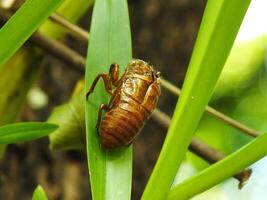 Molting cicada on a tree. Cicadas life cycle in nature forest. insect larva photo