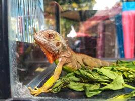 joven iguana lagartija en un vaso jaula, broncearse y curioso para alguna cosa en el jaula. exótico mascotas foto