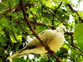 Wild Collared Dove perching on branch, low angle view. Also known as an Eurasian collared dove, is a dove species native to Europe and Asia. photo