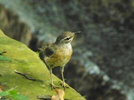 cejas tordo pájaro o turdus oscurece o cejas tordo, blanco ceja tordo, oscuro tordo. un hermosa pájaro desde Siberia. eso es fuertemente migratorio, invernada sur a China y Sureste Asia. foto