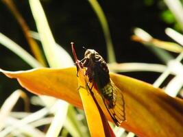 Cicada insect on natural habitat. Cicada staying on the surface of the branch photo